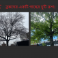 ব্রঙ্কসের একটি গাছের দুটি রুপ।