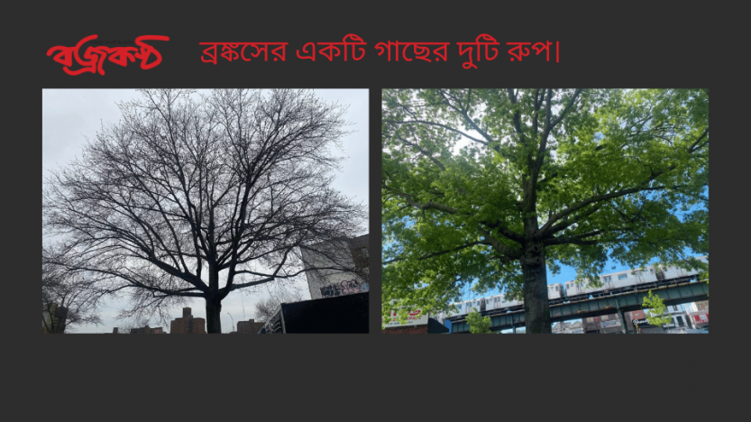 ব্রঙ্কসের একটি গাছের দুটি রুপ।