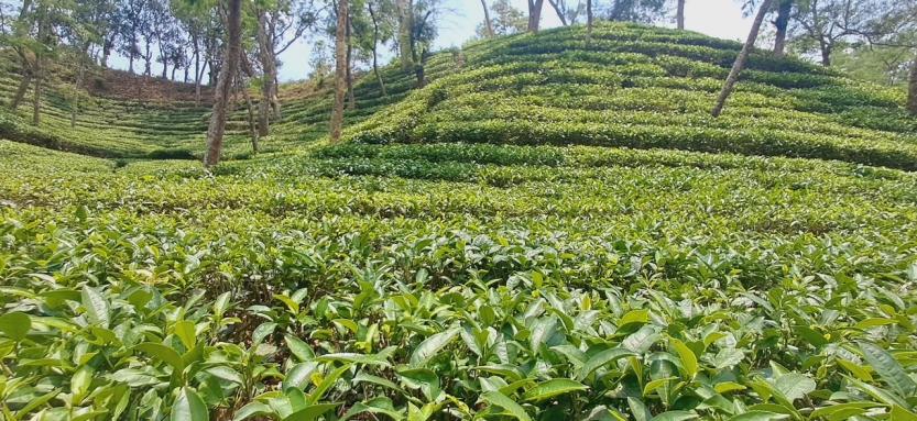 শ্রীমঙ্গলের চা বাগানের স্মৃতি।