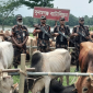 সুনামগঞ্জে ৯০টি ভারতীয় গরুর চালান আটক করেছে বিজিবি