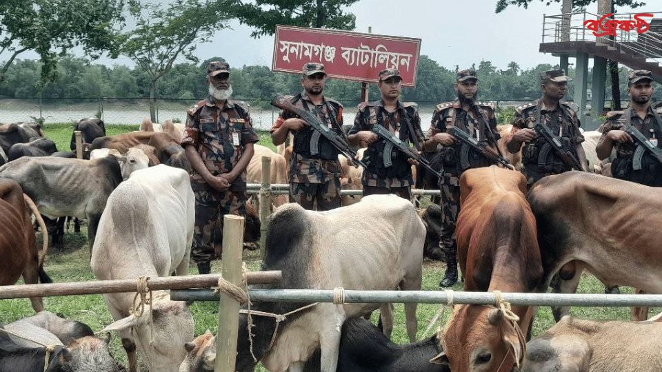 সুনামগঞ্জে ৯০টি ভারতীয় গরুর চালান আটক করেছে বিজিবি