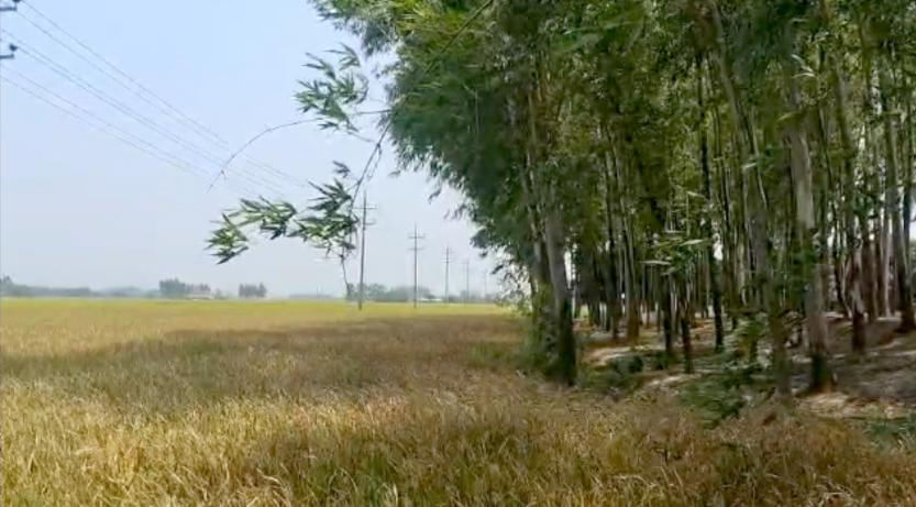 ফুলবাড়ীতে ক্ষতিকর ইউক্যালিপটাস গাছের কারনে বোরো ধান থেকে বঞ্চিত কৃষক-1