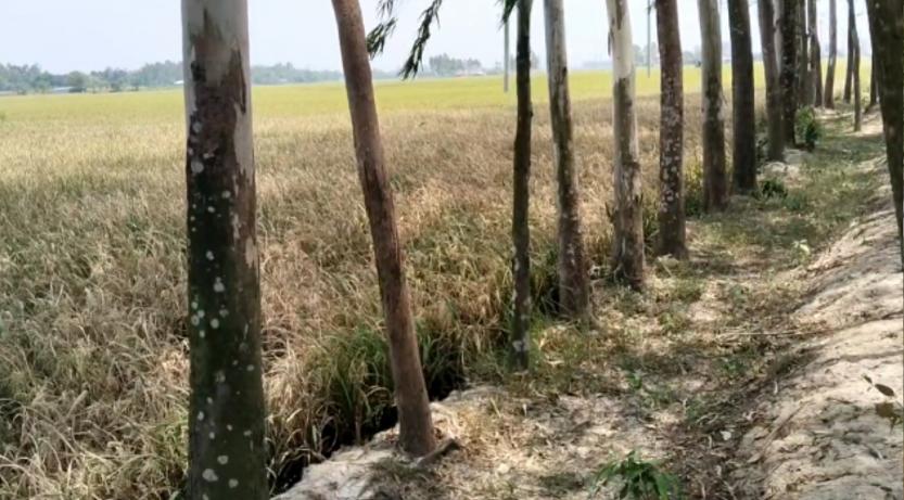 ফুলবাড়ীতে ক্ষতিকর ইউক্যালিপটাস গাছের কারনে বোরো ধান থেকে বঞ্চিত কৃষক।