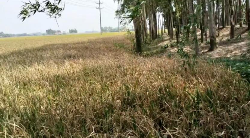 ফুলবাড়ীতে ক্ষতিকর ইউক্যালিপটাস গাছের কারনে বোরো ধান থেকে বঞ্চিত কৃষক।