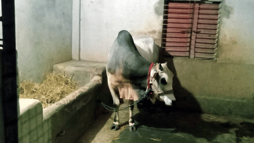 রানীনগরে গত এক সপ্তাহে সাতটি গরু চুরি \ এলাকাবাসির মধ্যে আতংক