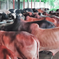 সিংগাইরে কোরবানির জন্য প্রস্তুত ১ লাখ দশ হাজার পশু