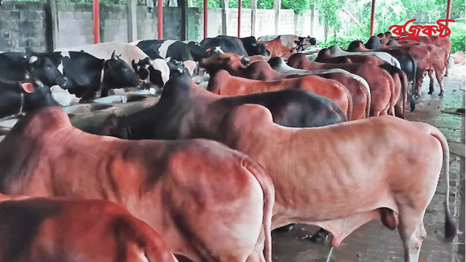সিংগাইরে কোরবানির জন্য প্রস্তুত ১ লাখ দশ হাজার পশু