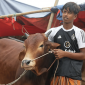 বাবার লাশ দাফন করেই হাটে আসা আরিফুলের তিনটি গরুই বিক্রি হয়েছে