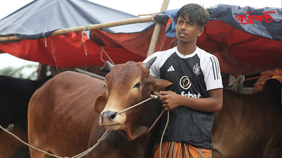 বাবার লাশ দাফন করেই হাটে আসা আরিফুলের তিনটি গরুই বিক্রি হয়েছে