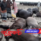 দৌলতপুরের চিলমারীর বাংলা বাজার পদ্মার চরে বজ্রপাতে ১১ টি মহিষের মৃত্যু