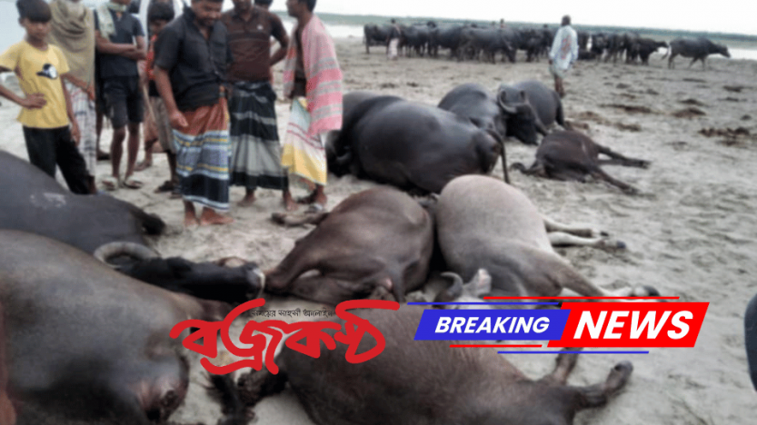 দৌলতপুরের চিলমারীর বাংলা বাজার পদ্মার চরে বজ্রপাতে ১১ টি মহিষের মৃত্যু
