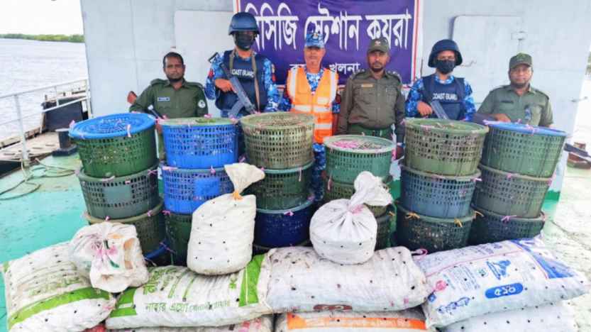 সুন্দরবনে কোস্টগার্ডের অভিযানে  ৮৫০ কেজি অবৈধ কাঁকড়া জব্দ