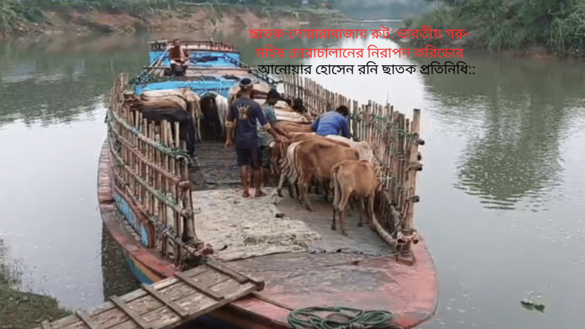 ছাতক-দোয়ারাবাজার রুট: ভারতীয় গরু- মহিষ চোরাচালানের নিরাপদ করিডোর