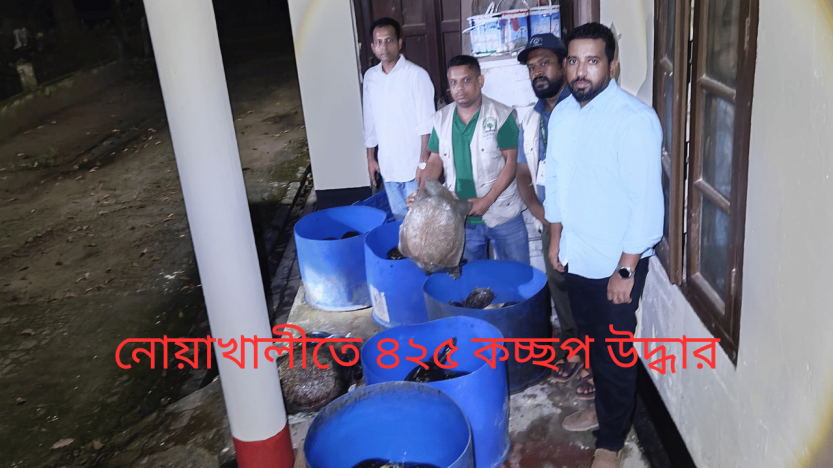 নোয়াখালীতে ৪২৫ কচ্ছপ উদ্ধার