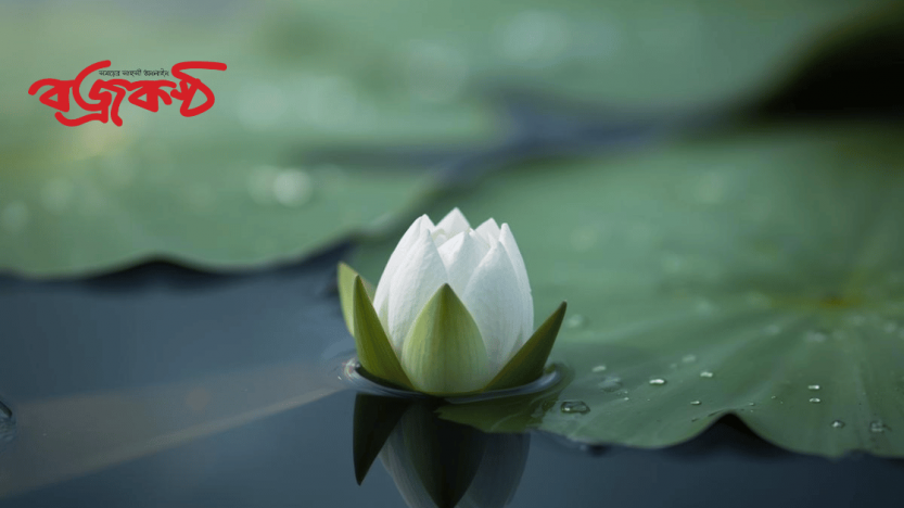 ইসির প্রতীক তালিকায় যুক্ত হলো ‘শাপলা কলি’