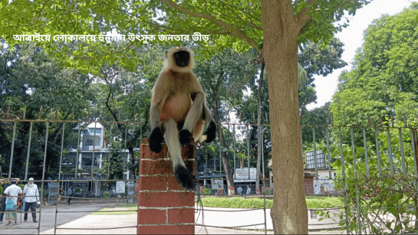 আত্রাইয়ে লোকালয়ে হুনুমান উৎসুক জনতার ভীড়
