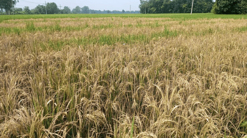 আগাছানাশক ছিটিয়ে ধান নষ্ট করার অভিযোগ