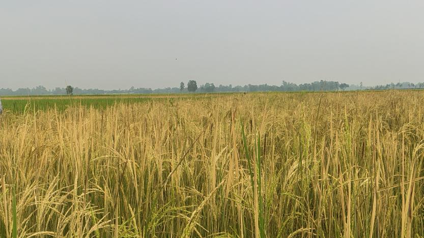 ফুলবাড়ীতে পূর্ব শত্রুতার জেরে সাড়ে ৭ বিঘা জমির ধান নষ্ট করেছে দুর্বৃত্তরা