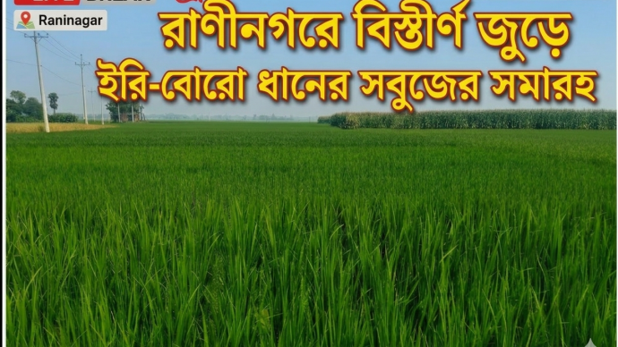 রাণীনগরে বিস্তীর্ণ জুড়ে ইরি-বোরো ধানের সবুজের সমারহ