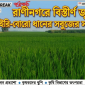 রাণীনগরে বিস্তীর্ণ জুড়ে ইরি-বোরো ধানের সবুজের সমারহ