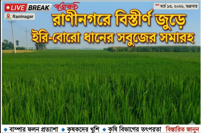 রাণীনগরে বিস্তীর্ণ জুড়ে ইরি-বোরো ধানের সবুজের সমারহ
