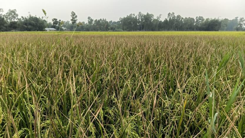 রাণীনগরে ধানে বিএলবি রোগের আক্রমনে কৃষক দিশেহারা ।। ওষুধ ছিটিয়েও কাজ হচ্ছেনা