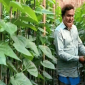 রাণীনগরে এই প্রথম পরীক্ষামূলক পান চাষ শুরু করেছেন চাষি শহিদুল ইসলাম