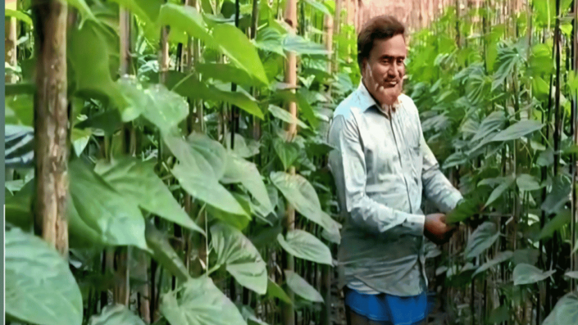 রাণীনগরে এই প্রথম পরীক্ষামূলক পান চাষ শুরু করেছেন চাষি শহিদুল ইসলাম