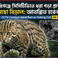 হবিগঞ্জে সিসিটিভিতে ধরা পড়া প্রাণীটি মেছো বিড়াল: আতঙ্কিত না হওয়ার পরামর্শ