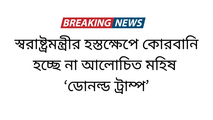 স্বরাষ্ট্রমন্ত্রীর হস্তক্ষেপে কোরবানি হচ্ছে না আলোচিত মহিষ ‘ডোনল্ড ট্রাম্প’